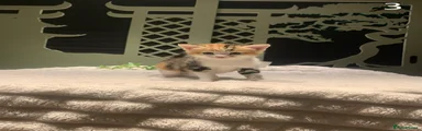 Mixed Breed Kitten 3