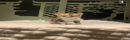 Mixed Breed cats for sale: KITTENS! Batch of cuties for sale in Basingstoke - Advert 6