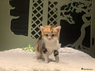 Mixed Breed cats KITTENS! Batch of cuties for sale in Basingstoke - Advert 1