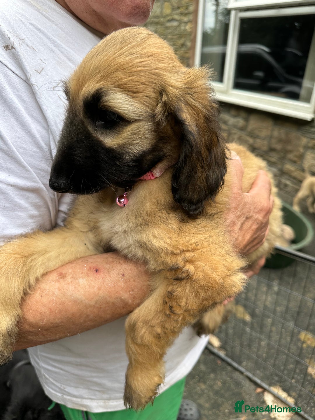 Afghan Hound dogs for sale: Afghan Hound Litter  - Image 3