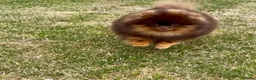 Pomeranian dogs for stud: FOR STUD  - Advert 8