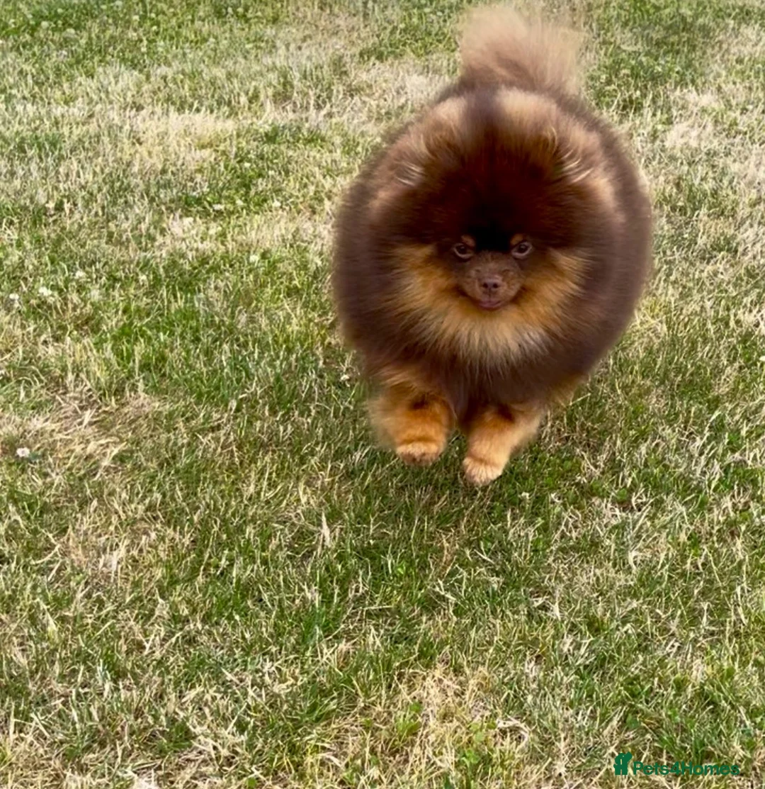 Pomeranian dogs for stud: FOR STUD  - Advert 8