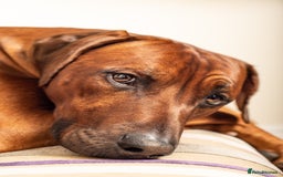 Rhodesian Ridgeback dogs for stud: (Our Duke) in Leominster - Image 2