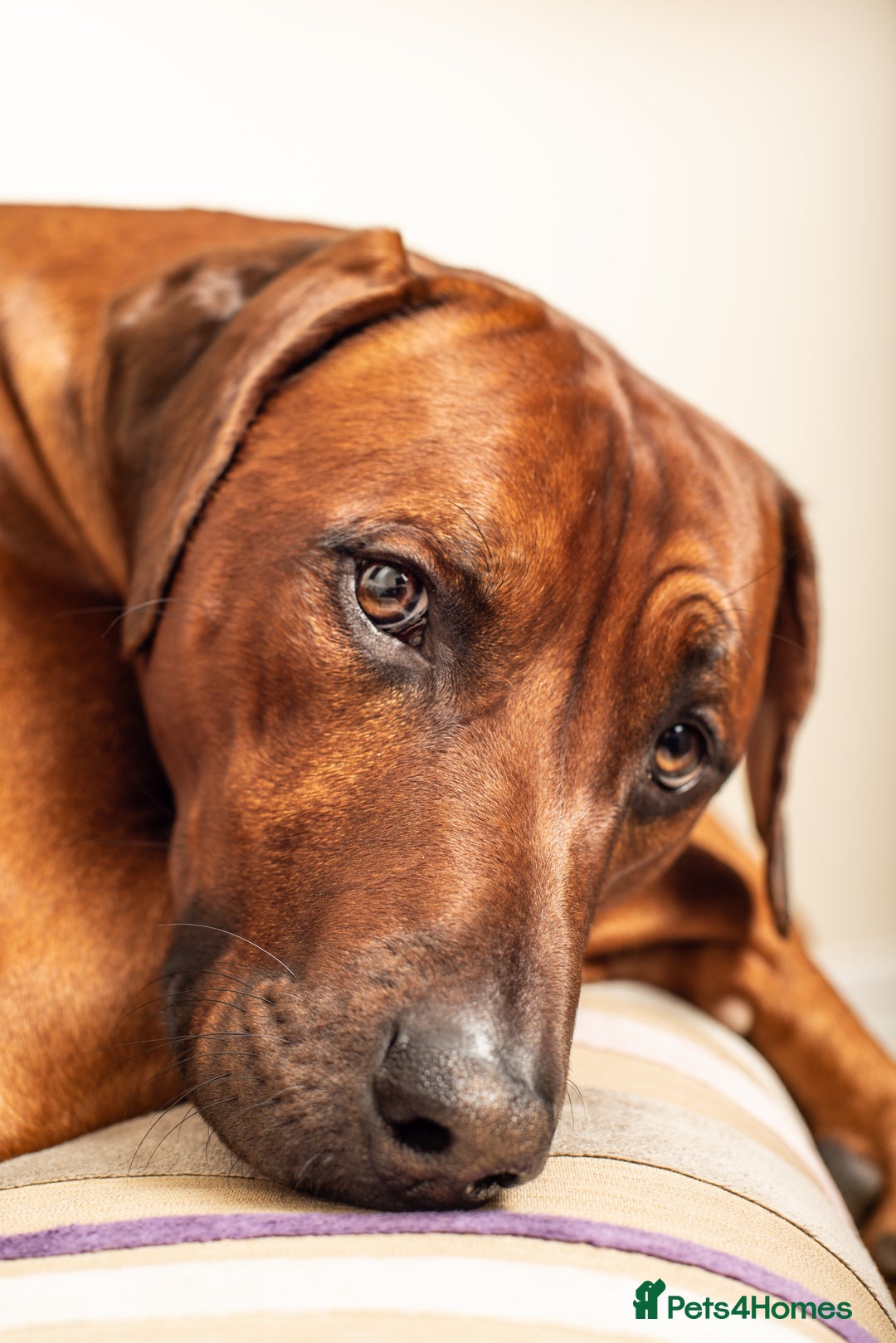 Rhodesian Ridgeback dogs for stud: (Our Duke) in Leominster - Image 2