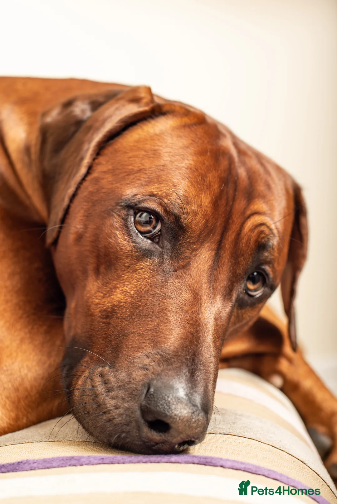 Rhodesian Ridgeback dogs for stud: (Our Duke) in Leominster - Advert 2