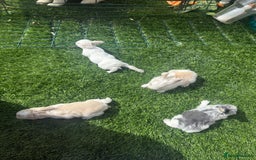English Lop rabbits for sale: 4x English baby bunny rabbit  - Image 2
