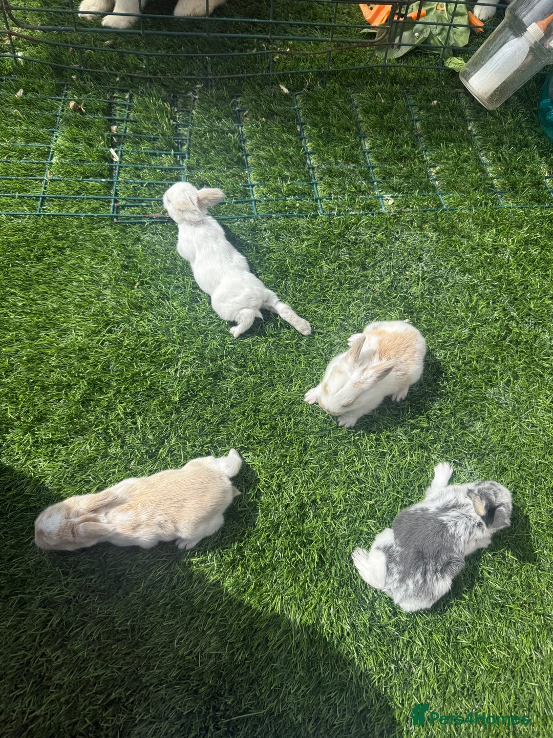 English Lop rabbits for sale: 4x English baby bunny rabbit  - Image 2