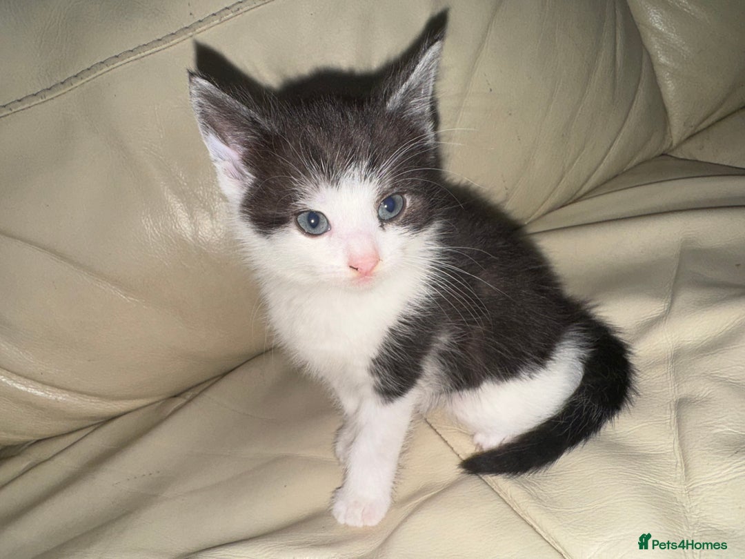 Mixed Breed cats for sale: 4 Male Kittens Available - Image 9