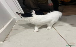 British Shorthair cats for sale: Free Cat in need of a new loving home  - Image 3