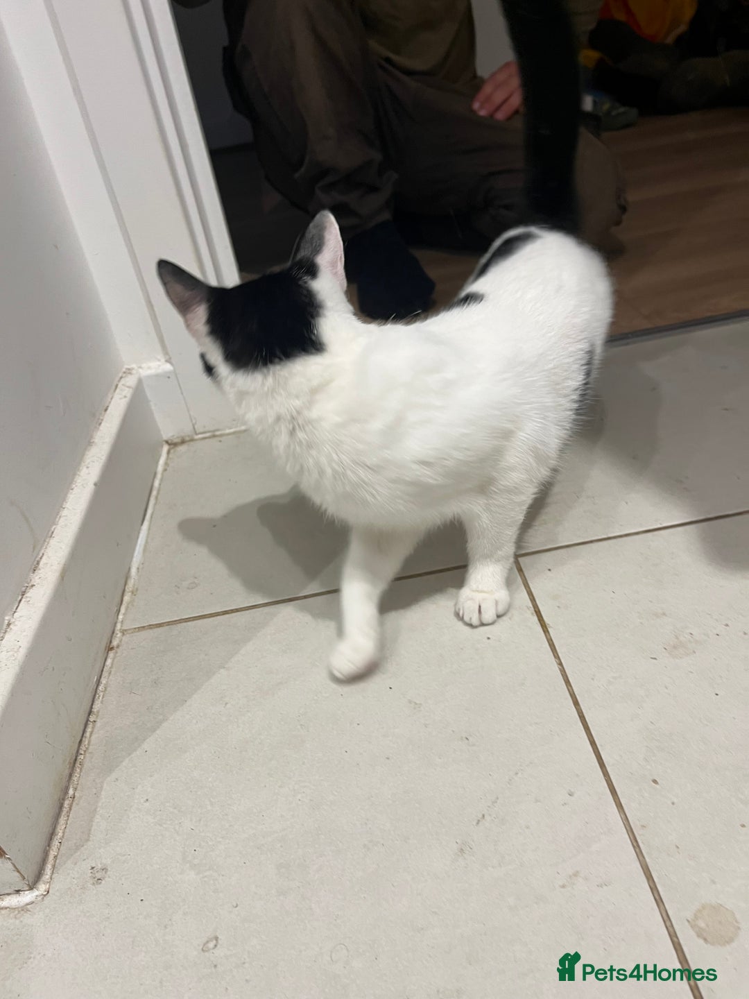 British Shorthair cats for sale: Free Cat in need of a new loving home  - Image 3