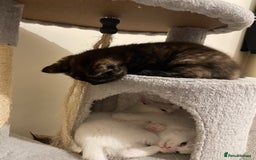Turkish Angora cats for sale: Stunning Turkish Angora Kittens – Ready Now! 🐾 - Image 16