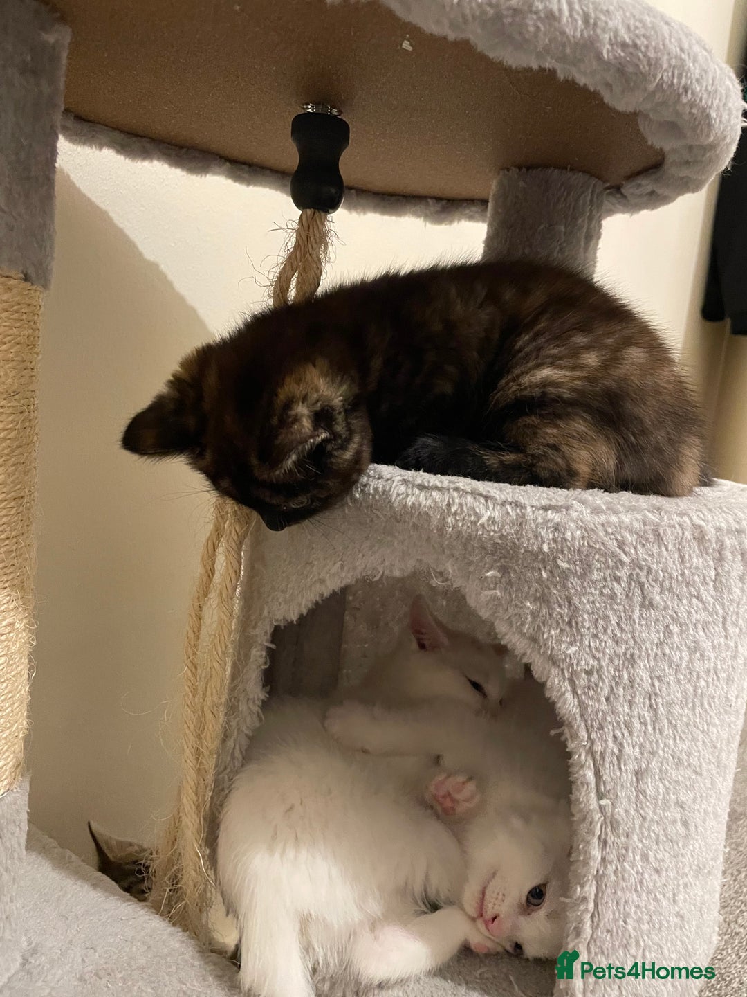 Turkish Angora cats for sale: Stunning Turkish Angora Kittens – Ready Now! 🐾 - Image 16