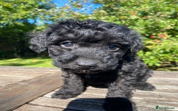Miniature Poodle dogs for sale: Miniature poodle girls,ready now. - Image 4