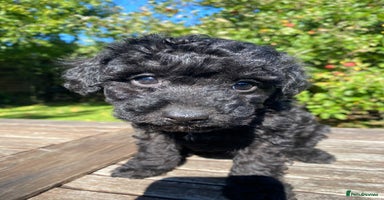 Miniature Poodle dogs - Advert 14