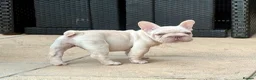 French Bulldog dogs for sale: STUNNING FRENCH BULLDOG GIRL - Advert 10