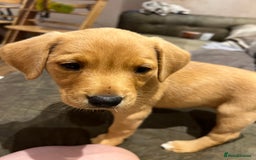 Labrador Retriever dogs for sale: Beautiful healthy puppies ready THIS WEEKEND - Image 11