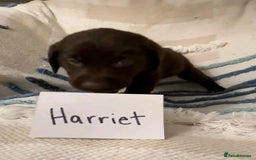 Labrador Retriever dogs for sale: Pure breed Labrador Retrievers puppies  - Image 4