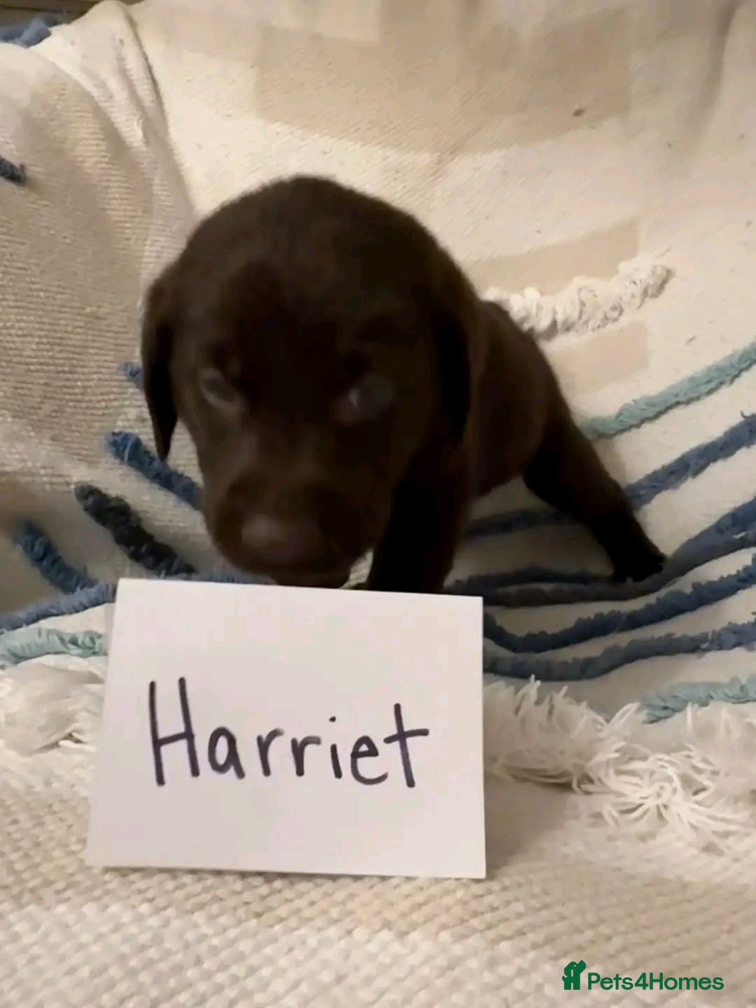 Labrador Retriever dogs for sale: Pure breed Labrador Retrievers puppies  - Image 4