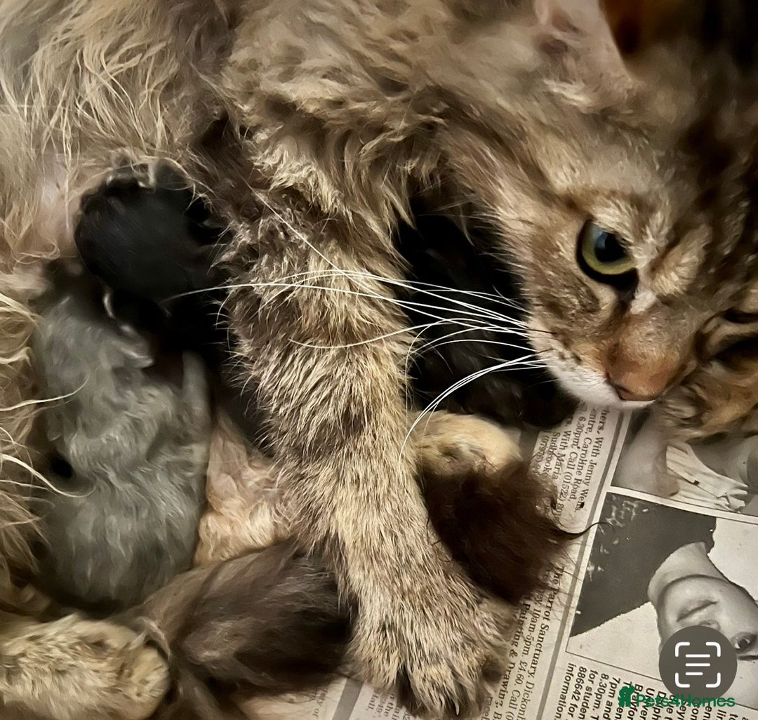 Maine Coon cats for sale: Maine Coon female kitten - Advert 3