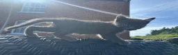 Mixed Breed cats for sale: 2 gorgeous kittens available  - Advert 5