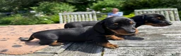 Miniature Dachshund dogs for sale: Four miniature dachshund puppies left  (Scotland) - Advert 10