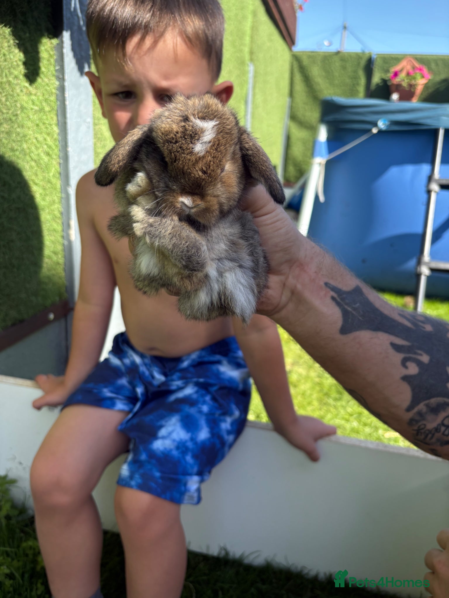 Mini Lop rabbits for sale: Mini lop babies - Advert 4