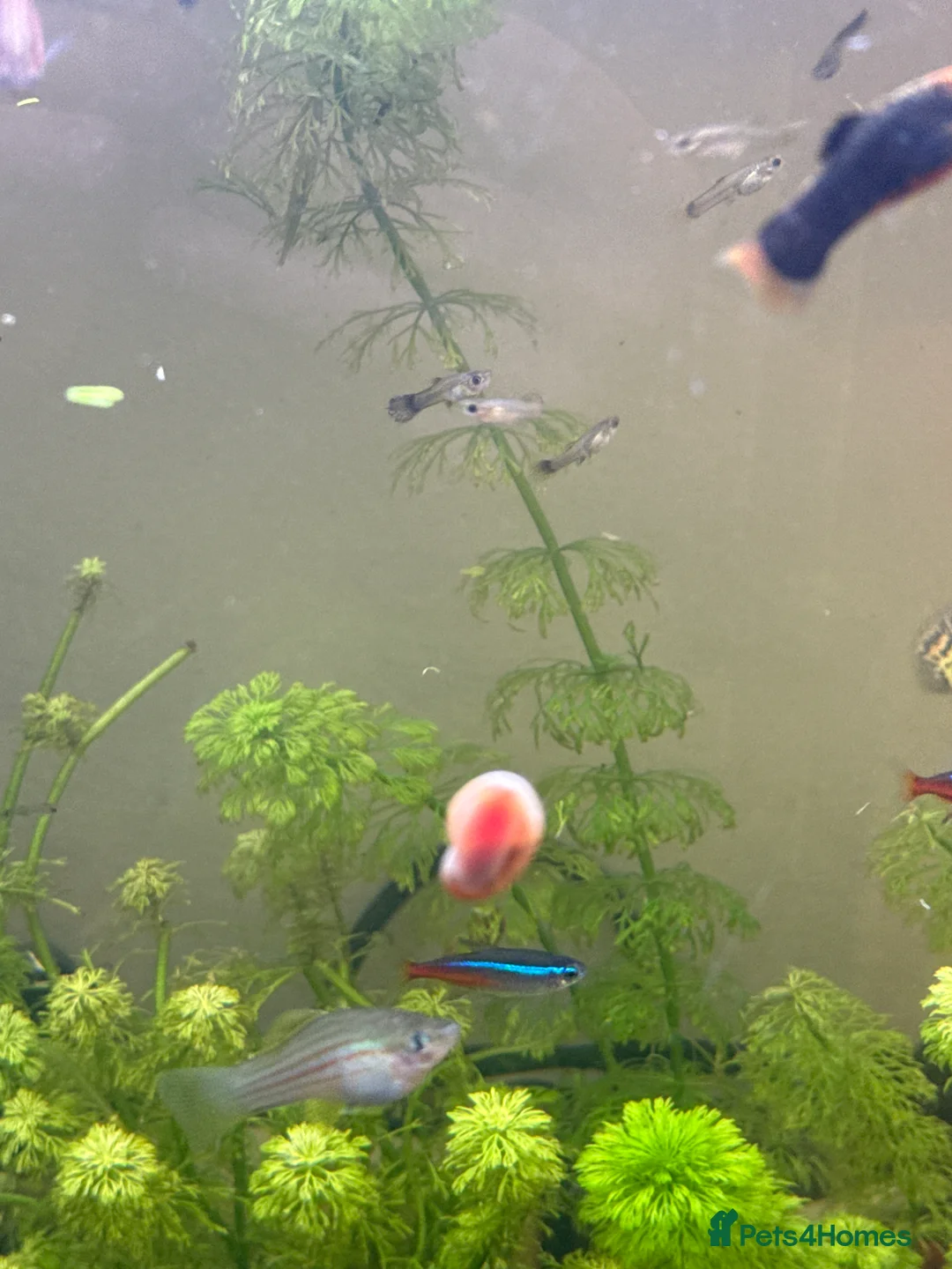 Live Bearers fish for sale: Beautiful male and female guppies - Advert 1