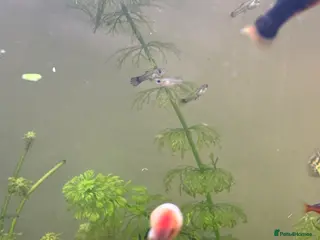 Live Bearers fish Beautiful male and female guppies - Advert 14