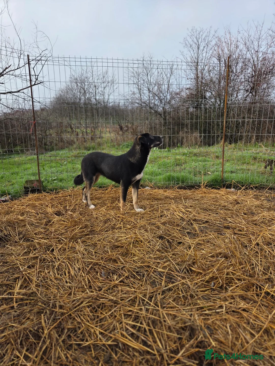 Mixed Breed dogs for adoption: 🐾 RONA -  a Lovely Girl, for a Loving Home🐾 - Advert 18