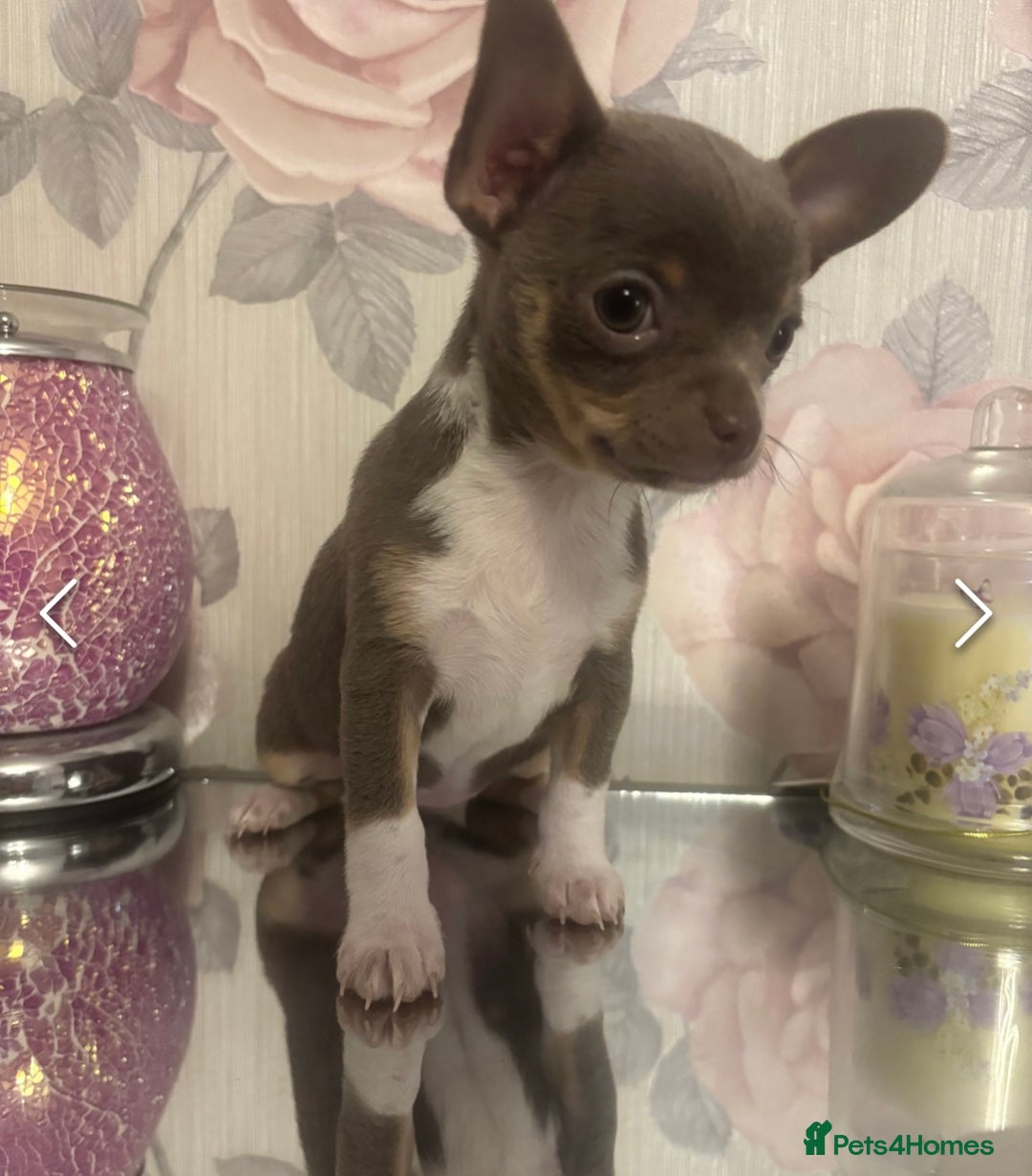 Chihuahua dogs for stud: Proven Lilac KC registered chihuahua for stud  in Liverpool - Advert 35
