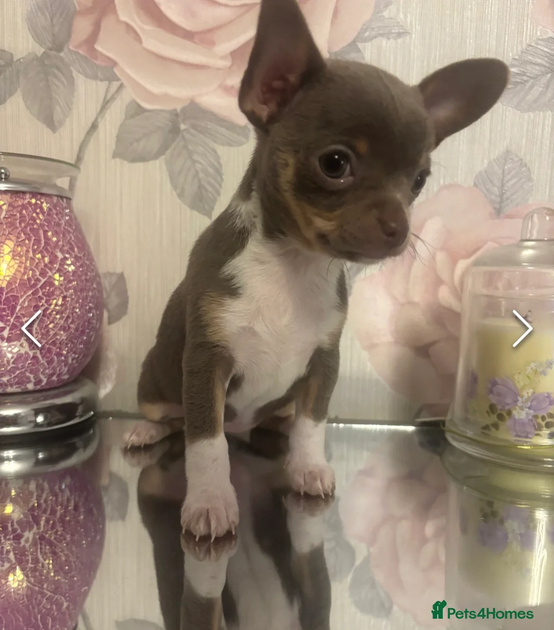 Chihuahua dogs for stud: Proven Lilac KC registered chihuahua for stud  in Liverpool - Advert 35