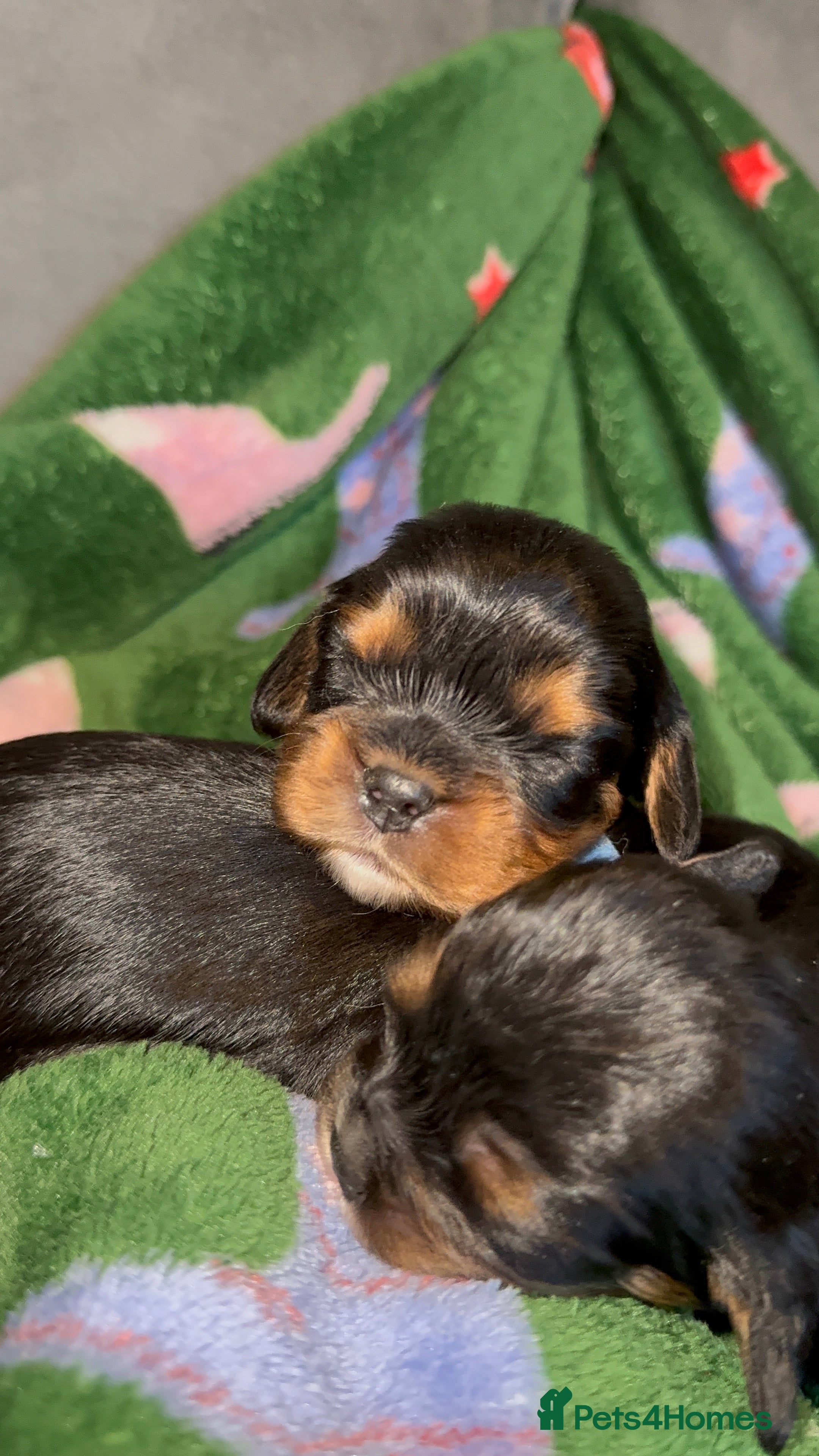 Cavalier King Charles Spaniel dogs Beautiful litter of KC reg King Charles spaniels - Advert 17