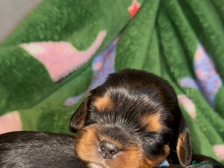 Cavalier King Charles Spaniel dogs Beautiful litter of KC reg King Charles spaniels - Advert 1