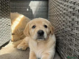 Labrador Retriever dogs Labrador puppy's - Advert 5