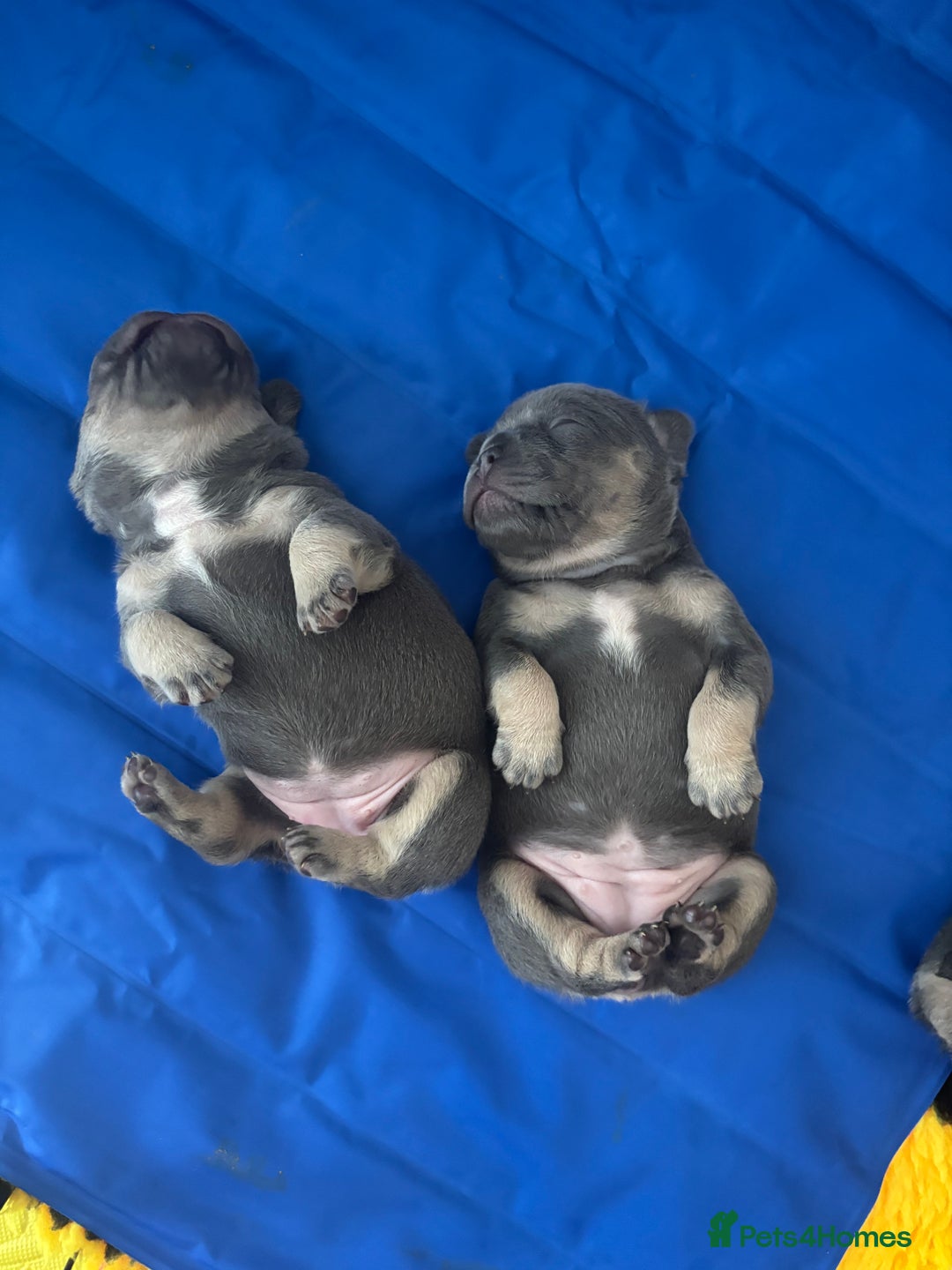French Bulldog dogs for sale: 3 Female French bulldog puppies  - Image 13