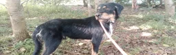 Mixed Breed dogs for adoption: Dante in Newcastle upon Tyne - Advert 3