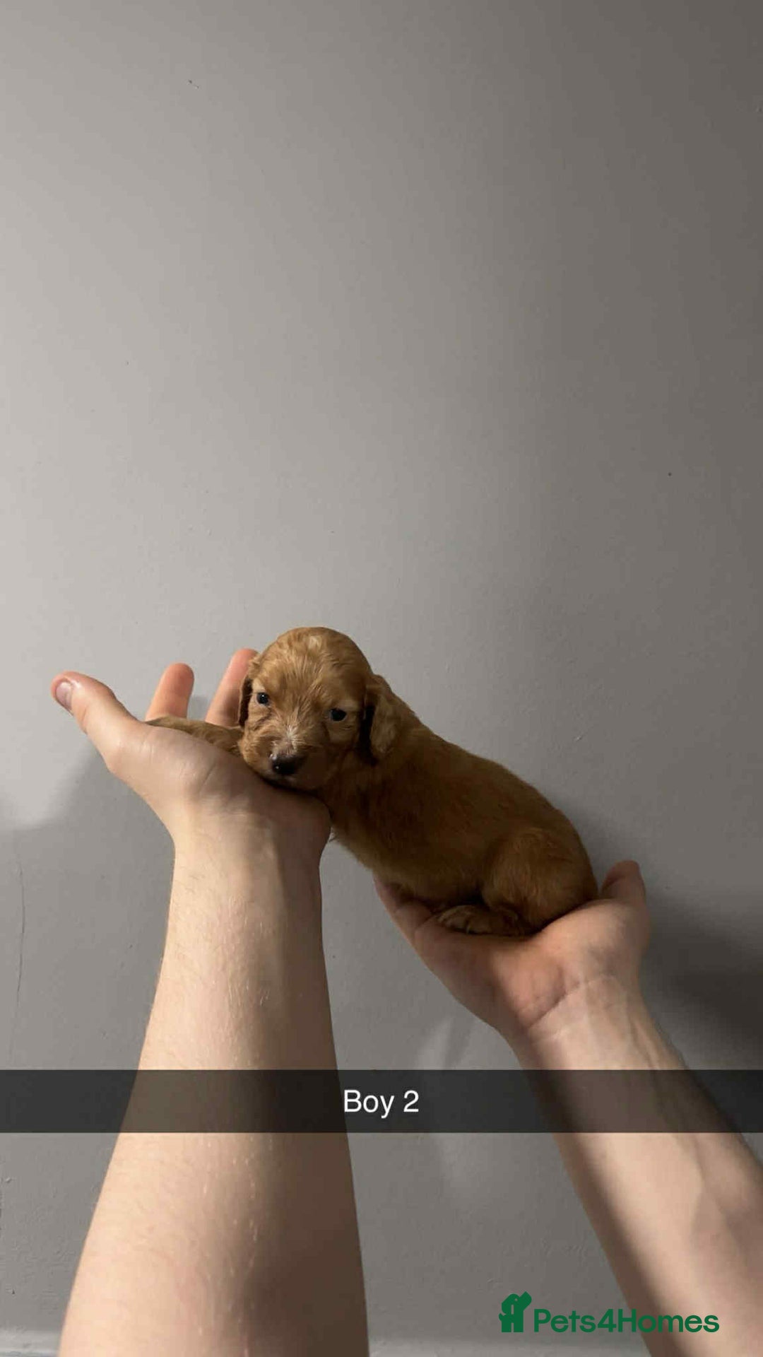 Cocker Spaniel dogs for sale: Cocker spaniel pups  - Image 14
