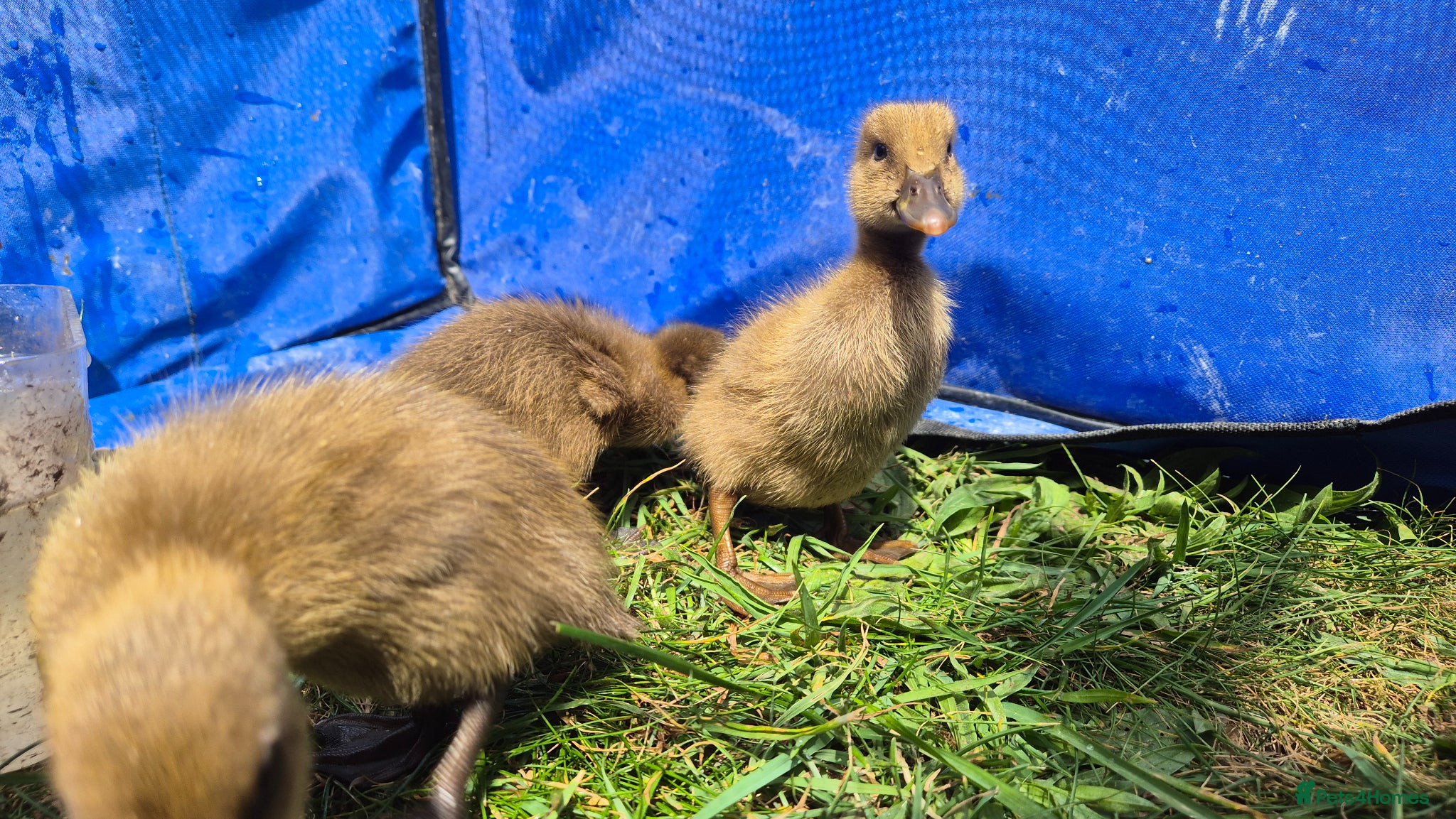 Ducks poultry 4 ducklings available  - Advert 8