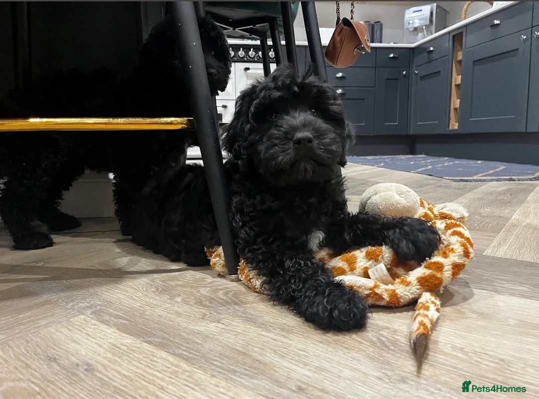 Cockapoo dogs for sale: Show Cockapoo F1b black boy left 5* breeder - Advert 1