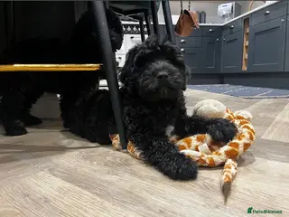 Cockapoo dogs Show Cockapoo F1b black boy left 5* breeder - Advert 17