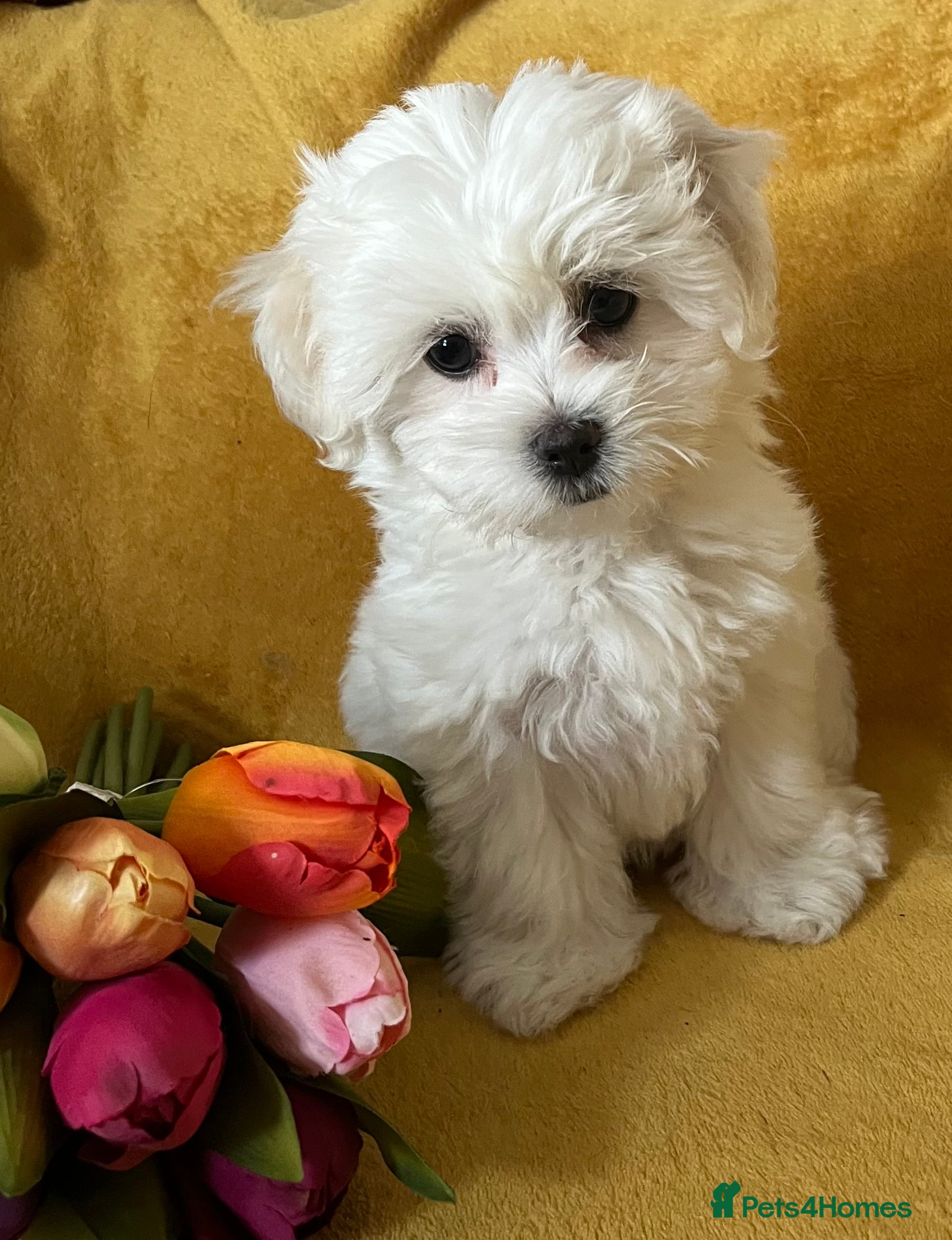 Maltese dogs Last KC Maltese female champion bloodline  - Advert 2