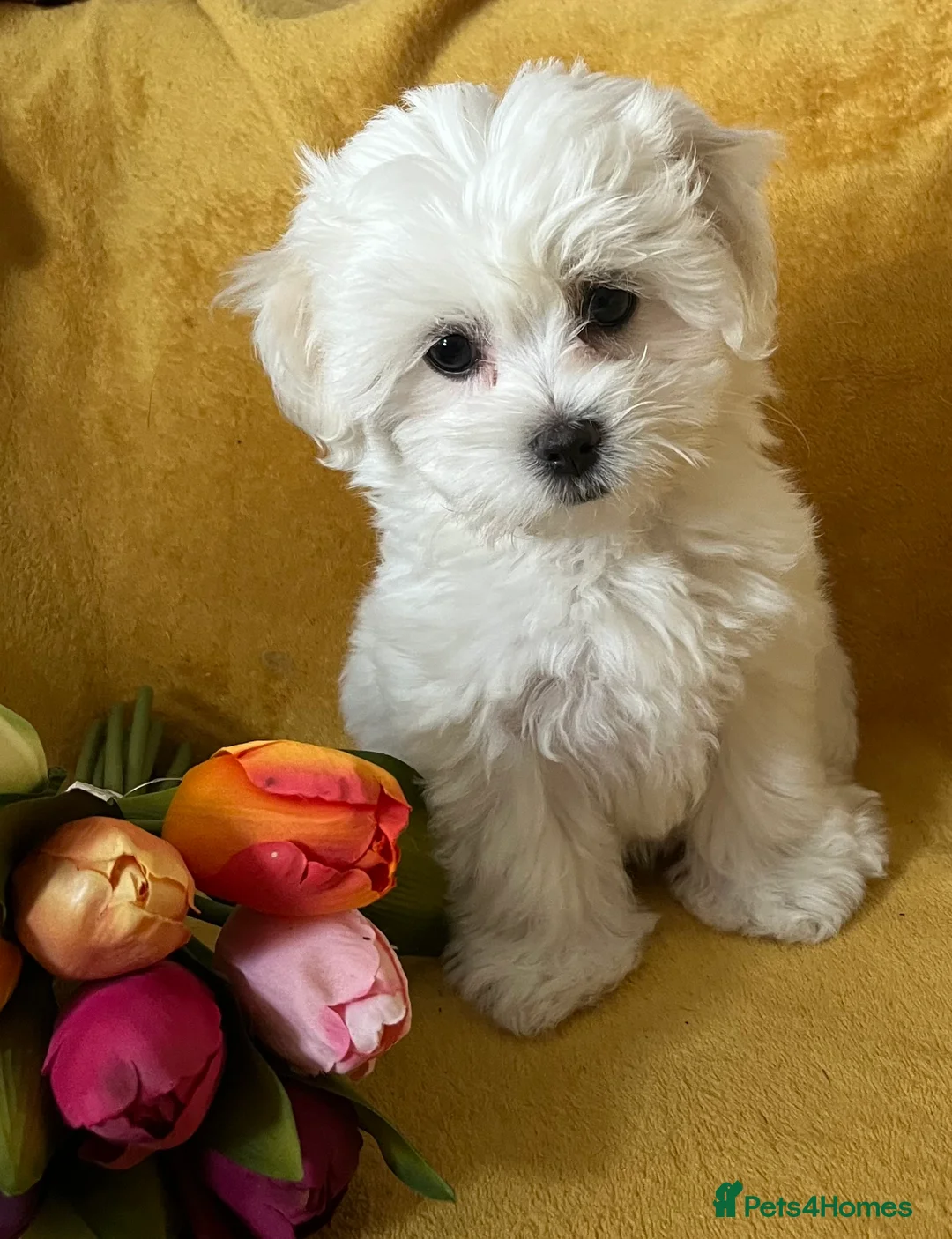 Maltese dogs for sale: Last KC Maltese female champion bloodline  - Advert 2