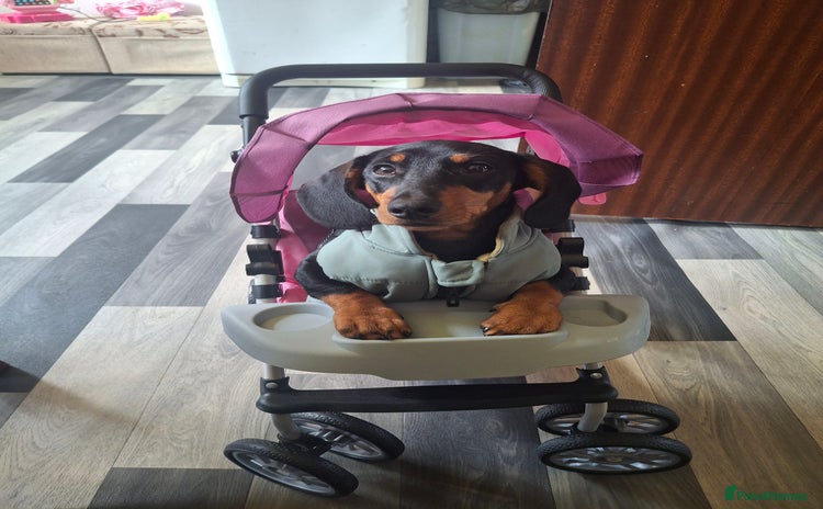 Miniature Dachshund dogs - Advert 1