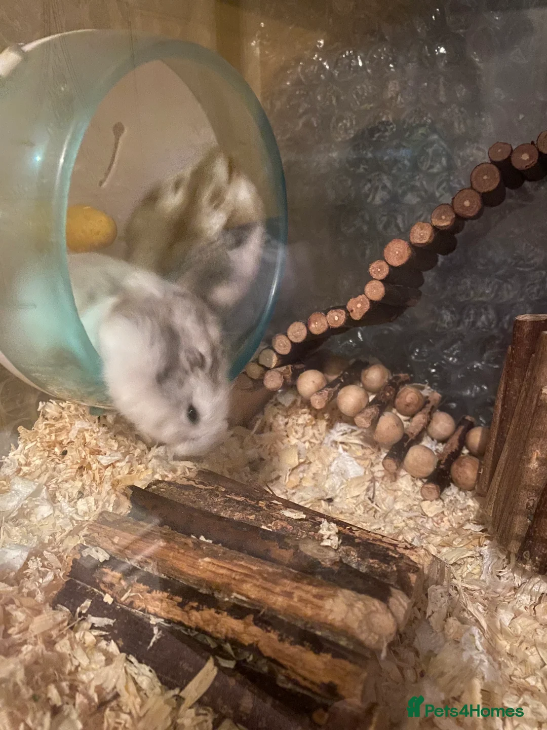 Hamster rodents for sale: 8 healthy hamsters  - Advert 2