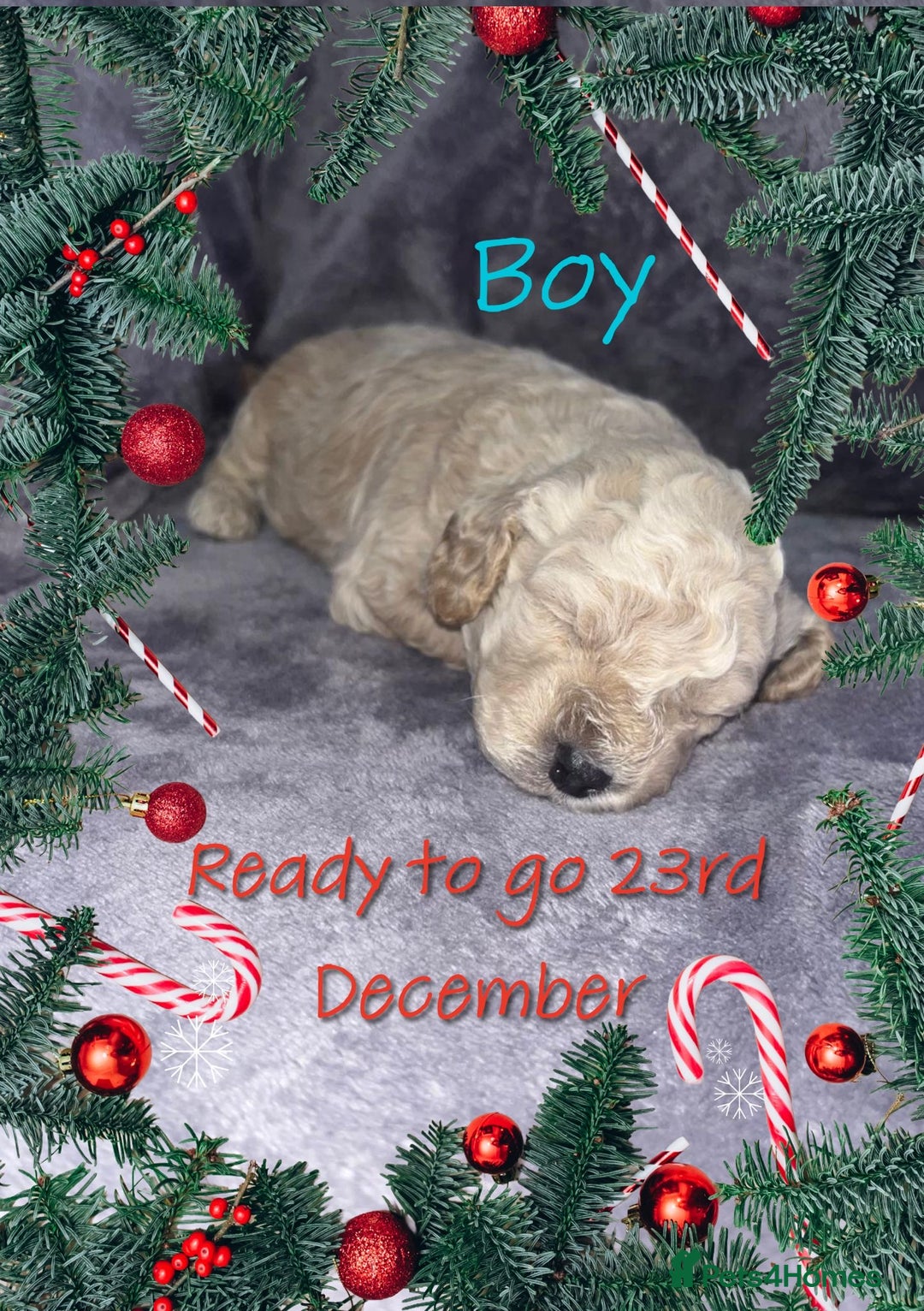 Cavapoochon dogs for sale: 🌟 Ready to leave 23rd Dec F1b cavapoochon puppies - Advert 29
