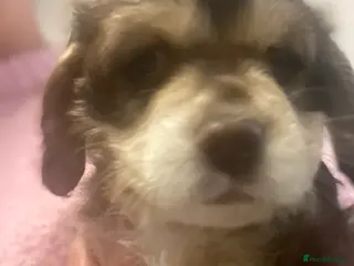 Mixed Breed dogs Cockerpoo - Advert 4