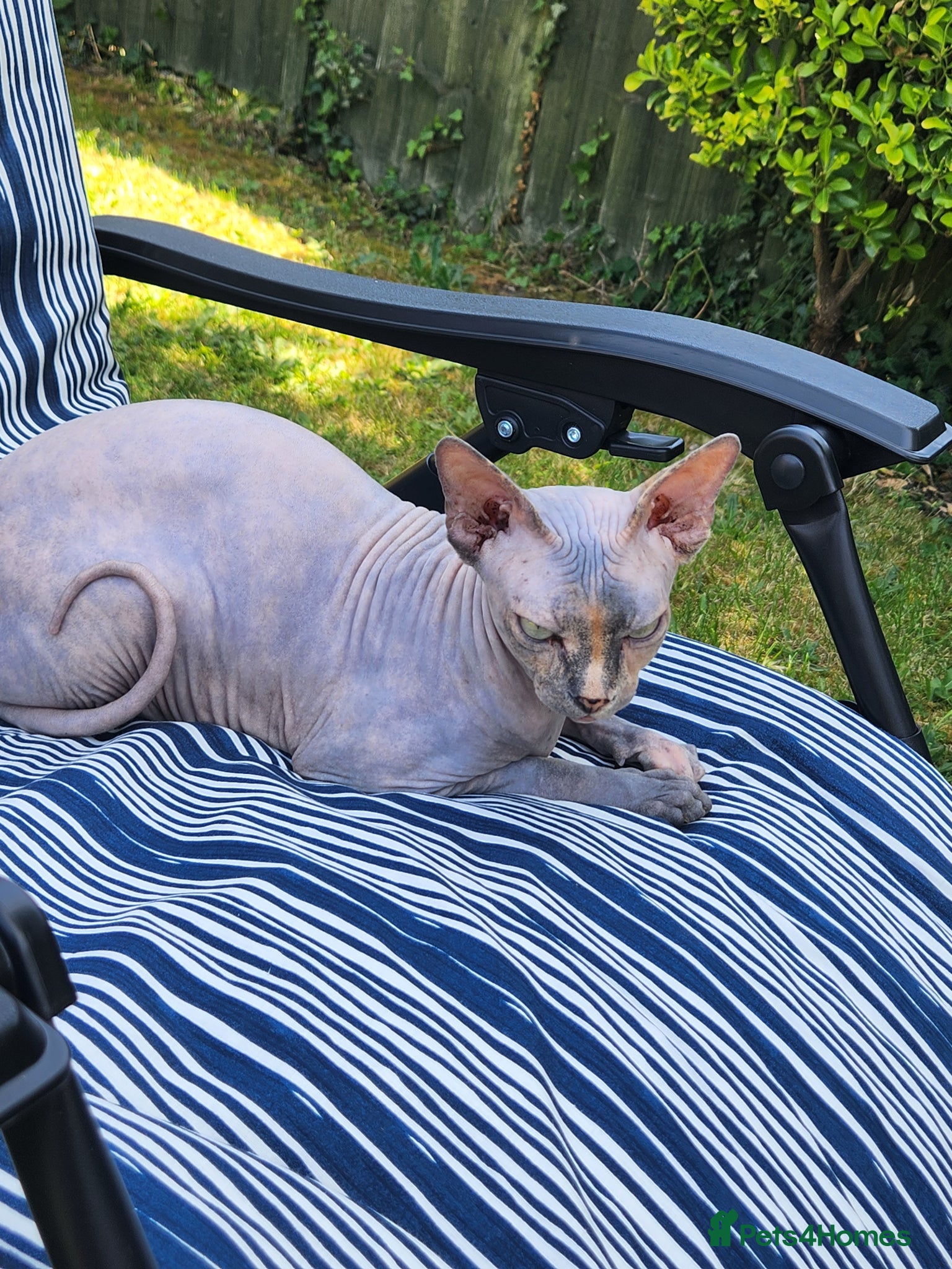 Sphynx cats 2 femal lovely Canadian sphynx  - Advert 1