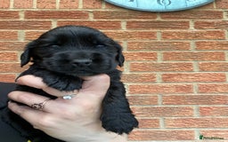 Cocker Spaniel dogs for sale: Show type cocker spaniels - Image 3