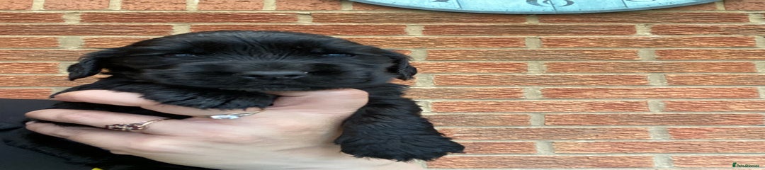 Cocker Spaniel Puppy 2