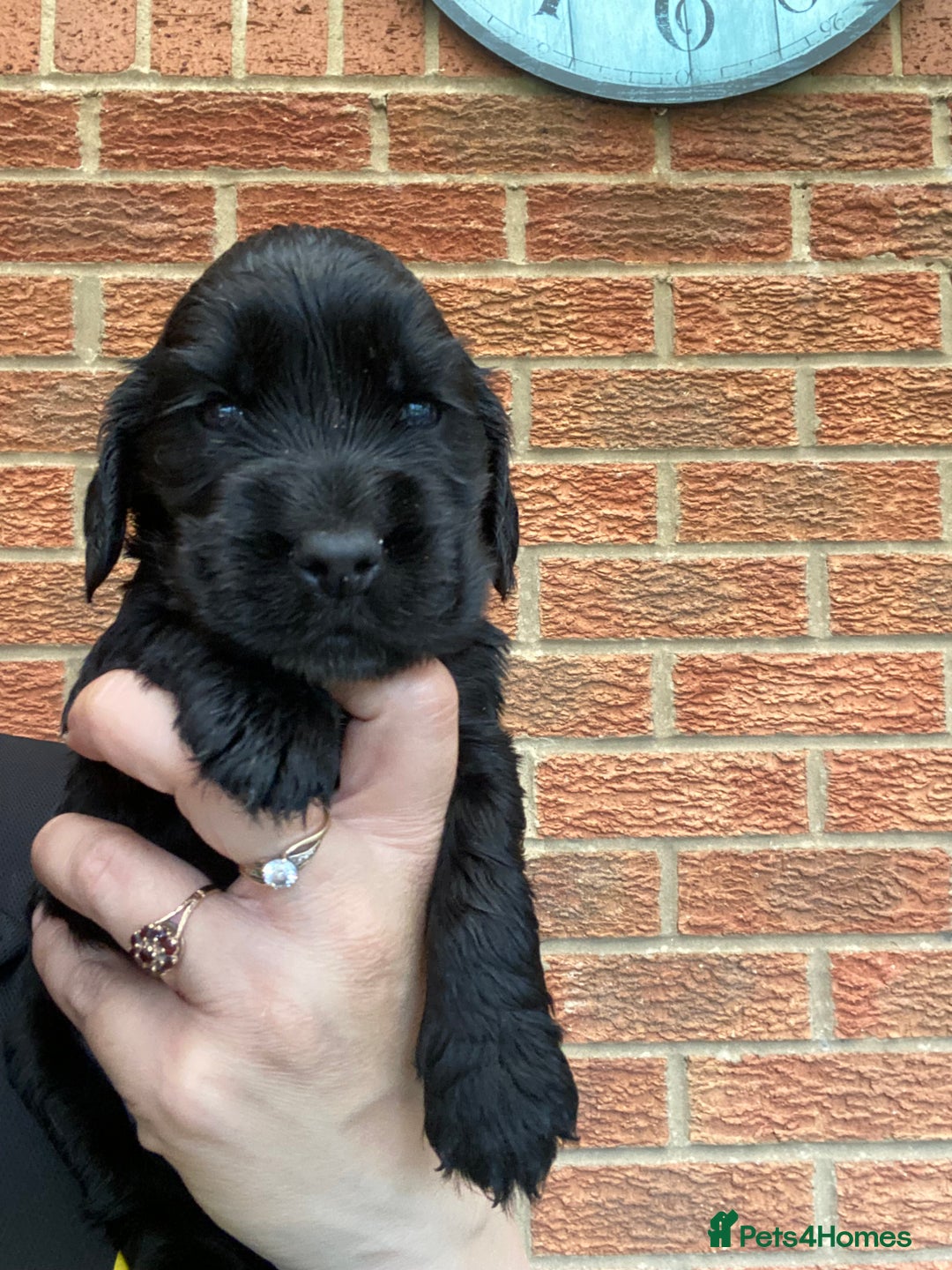 Cocker Spaniel dogs for sale: Show type cocker spaniels - Image 3